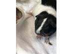 Adopt PANDORA a Guinea Pig