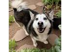 Adopt Stormy a Husky