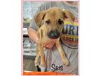 Adopt Seis a Black Mouth Cur, Mixed Breed