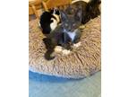 Adopt DIGIT a Extra-Toes Cat / Hemingway Polydactyl, Domestic Short Hair