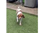 Adopt Helena a Beagle