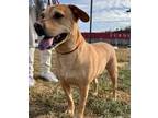 Adopt Molly a Mountain Cur, Mixed Breed