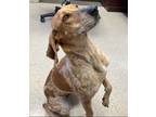 Adopt Jolene a Hound