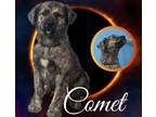 Adopt Comet a Great Pyrenees