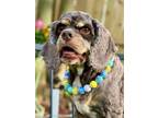 Adopt Lady Buckeye a Cocker Spaniel