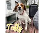 Adopt Taffy a Beagle, Jack Russell Terrier