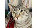 Adopt Nadia a Domestic Short Hair