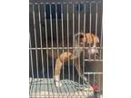 Adopt A429366 a Pit Bull Terrier, Mixed Breed