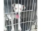 Adopt A428774 a Parson Russell Terrier, Whippet