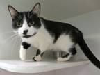 Adopt LEO a Domestic Short Hair