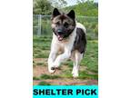 Adopt Cheyenne a Akita, Mixed Breed