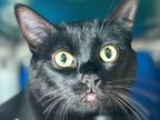 Adopt Lily a Domestic Short Hair