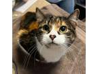 Adopt Miss Vickie a Domestic Short Hair