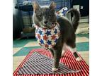 Adopt Ruffles a Domestic Short Hair