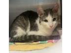 Adopt Pringles a Domestic Short Hair