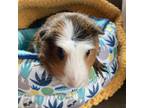 Adopt Grace Kelly a Guinea Pig