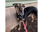 Adopt Zoey a Mixed Breed