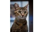 Adopt Dumpling a Domestic Short Hair