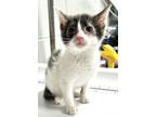 Adopt Flareon a Domestic Short Hair