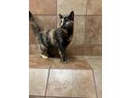 Adopt Cassie a Domestic Short Hair