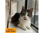 Adopt Princess a Domestic Short Hair