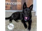 Adopt Princess a German Shepherd Dog, Australian Kelpie
