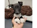 Adopt Karen a Border Collie, Mixed Breed