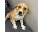 Adopt Hillary a Great Pyrenees, Mixed Breed
