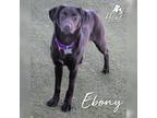 Adopt Ebony a Border Collie, Spaniel