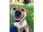 Adopt Lindola a Shiba Inu