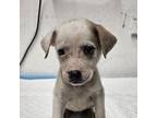 Adopt Milianis a Mixed Breed