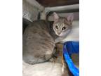 Adopt Spleen a Domestic Short Hair