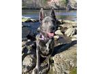 Adopt Sage a German Shepherd Dog