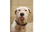 Adopt Dory Lou 52455 a Mixed Breed