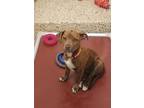 Adopt Waddles 52651 a Boxer, Pit Bull Terrier