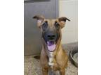 Adopt Jan 51375 a Belgian Shepherd / Malinois, Mixed Breed