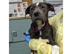 Adopt Ravenclaw a Pit Bull Terrier