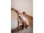 Adopt 72433a Cassette a American Staffordshire Terrier, Mixed Breed