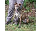 Adopt MOLLY-28718 a Pit Bull Terrier