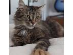 Adopt Bean a Domestic Short Hair