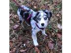 Adopt Remi ~ a Australian Shepherd