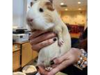 Adopt Biscuit a Guinea Pig