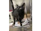 Adopt Mama Gato a Domestic Short Hair