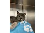 Adopt Minnie Pearl a Domestic Short Hair