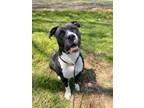 Adopt Gentle Jen a Pit Bull Terrier, Mixed Breed