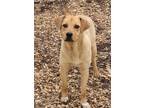 Adopt Jann / AC 25403 B a Labrador Retriever, Shar-Pei