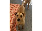 Adopt Jess / AC 25403 A a Labrador Retriever, Shar-Pei