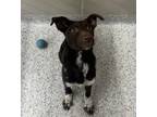 Adopt Tipper a Border Collie, Mixed Breed