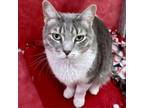 Adopt Cheesecake Candle a Domestic Short Hair