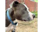 Adopt Ada Lovelace a Pit Bull Terrier